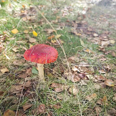 Memorias Da Serra - Chale Serra Da Estrela Penhas Da Saude