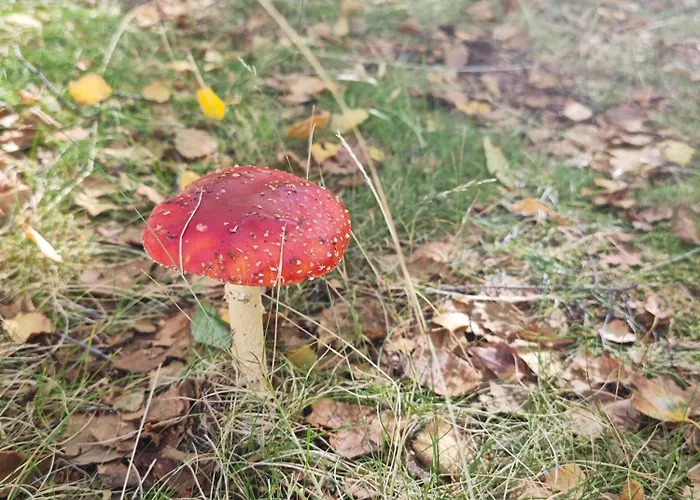 Memorias Da Serra - Chale Serra Da Estrela Penhas Da Saude